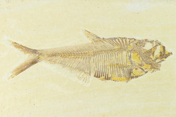 Fossil Fish (Diplomystus) - Green River Formation #144196